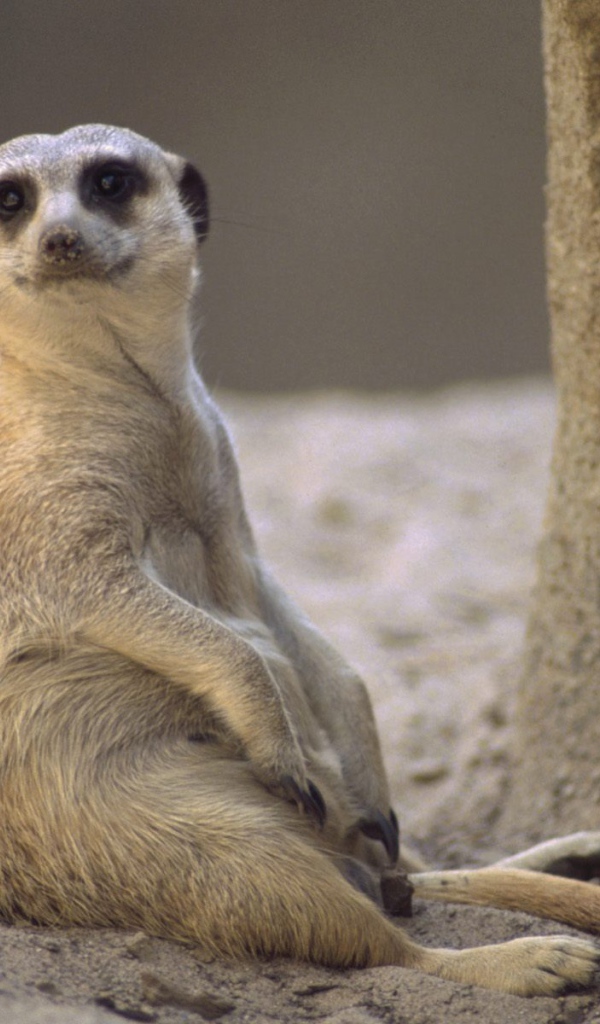 Отдых / Meerkat / Африка