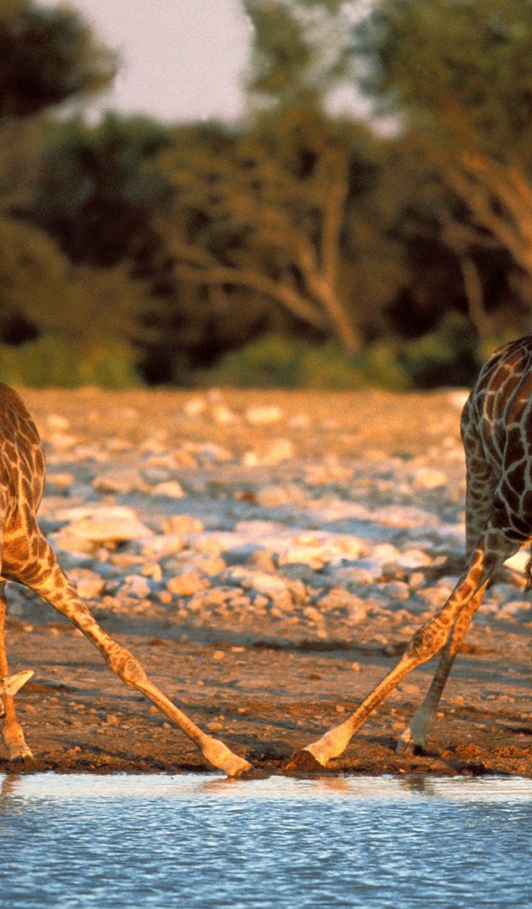 Измученные жаждой Жирафы / Etosha Национальный Парк / Намибия / Африка