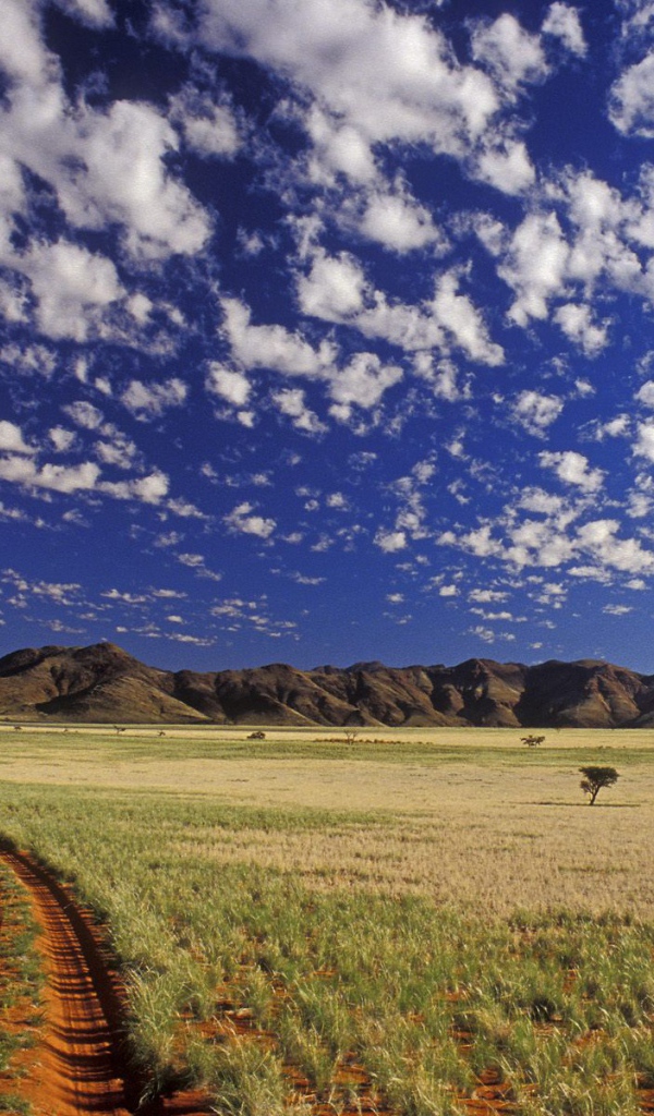 Ток токки / Пустыня Намиб / Намибия / Африка