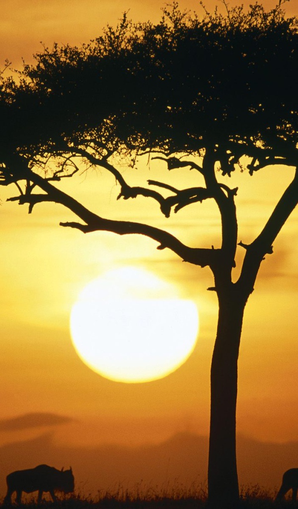 Синие Дикие животные в Восходе солнца / Масаи Мара / Кения / Африка