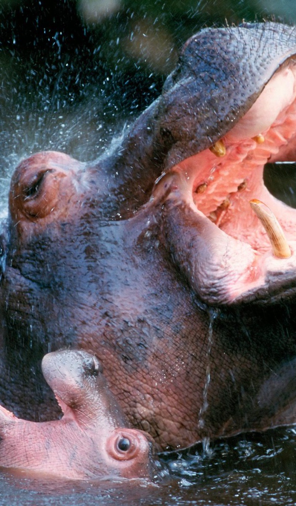 Bathing Hippopotamuses / Africa