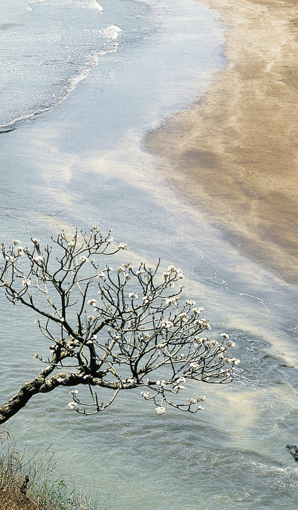 Дерево Champak / Махараштра / Индия