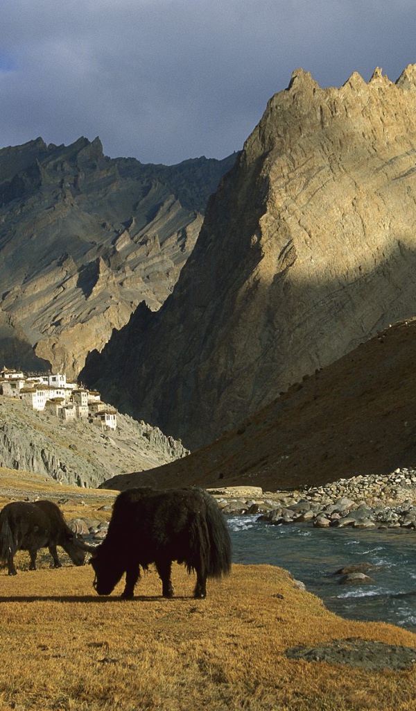  Яки / Рядом с Деревней Фотоскар / Ладакх / Индия