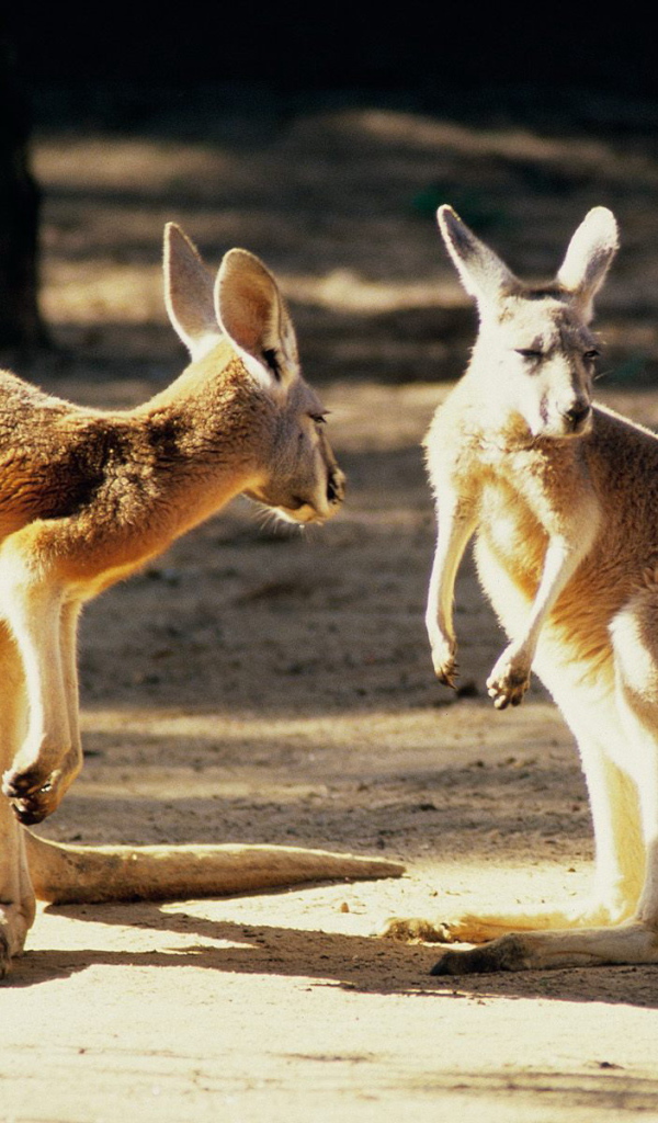 Живой символ Австралии
