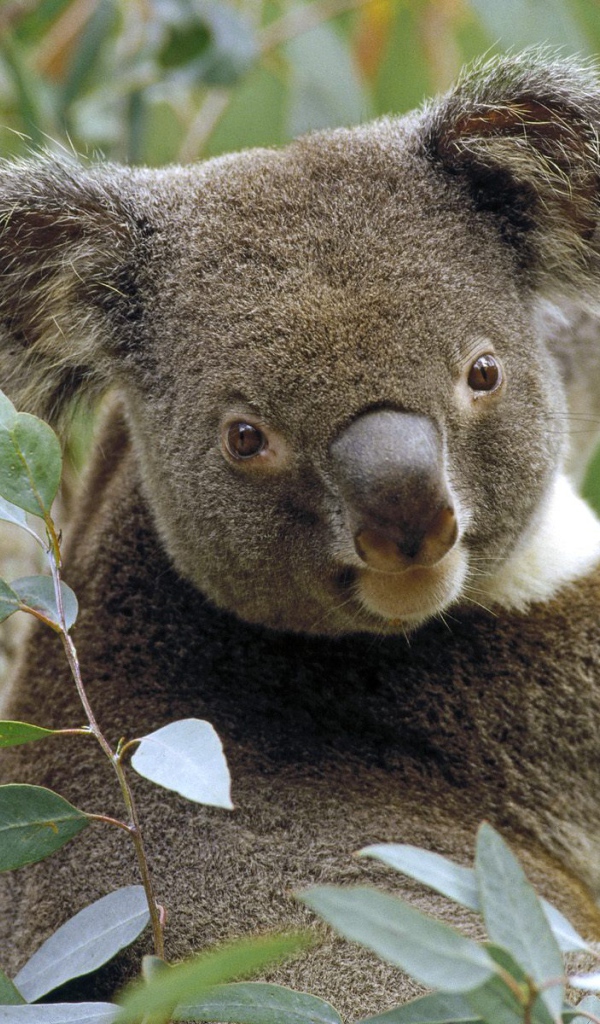 Коала на Дереве Эвкалипта / Австралия