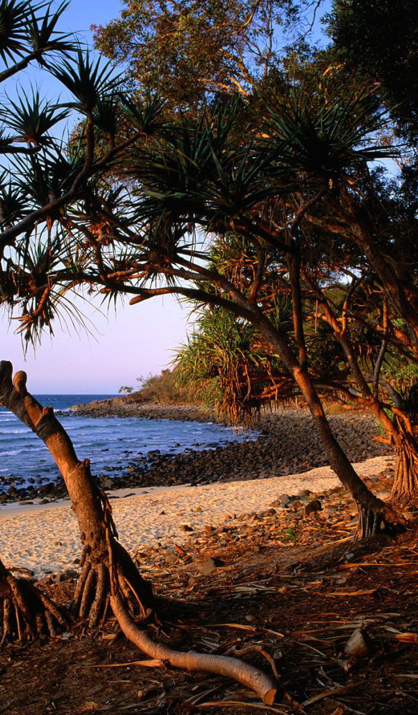 Берег дерева чая