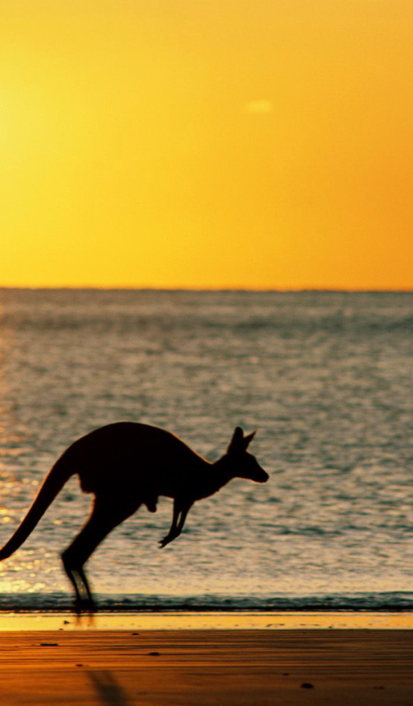 Кенгуру - Австралия