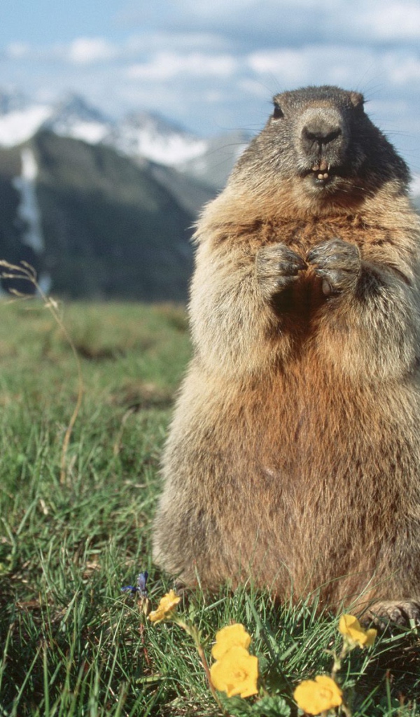 Альпийский Сурок, Hohe Tauern