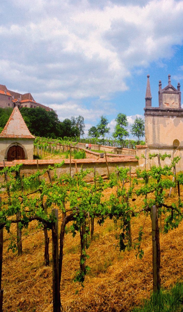 Австрийский Виноградник