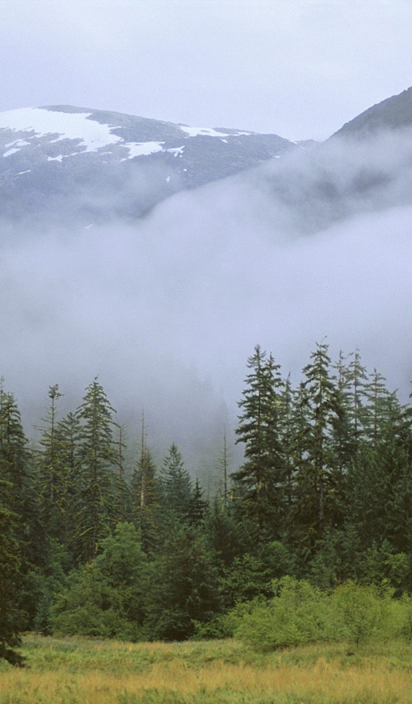 Дождливый лес