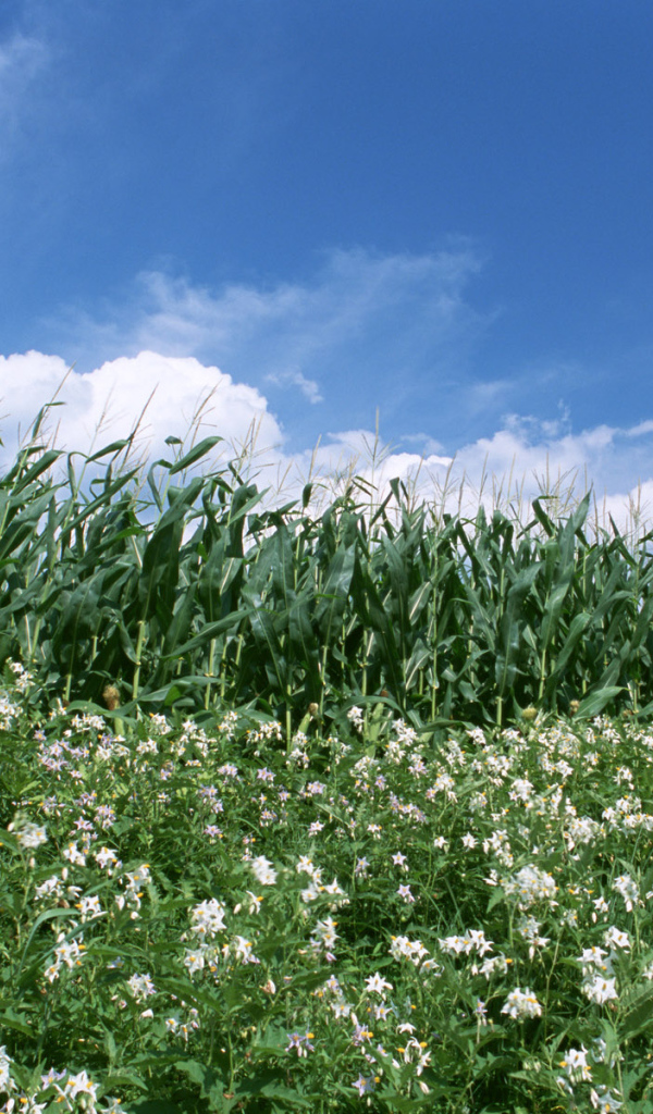 Граница кукурузы