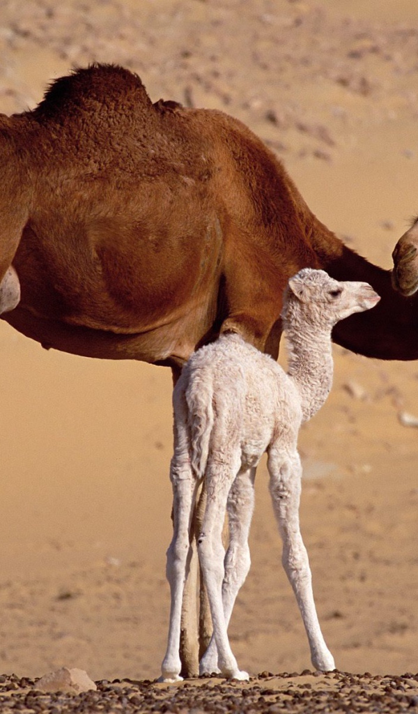 Верблюды, Сахара