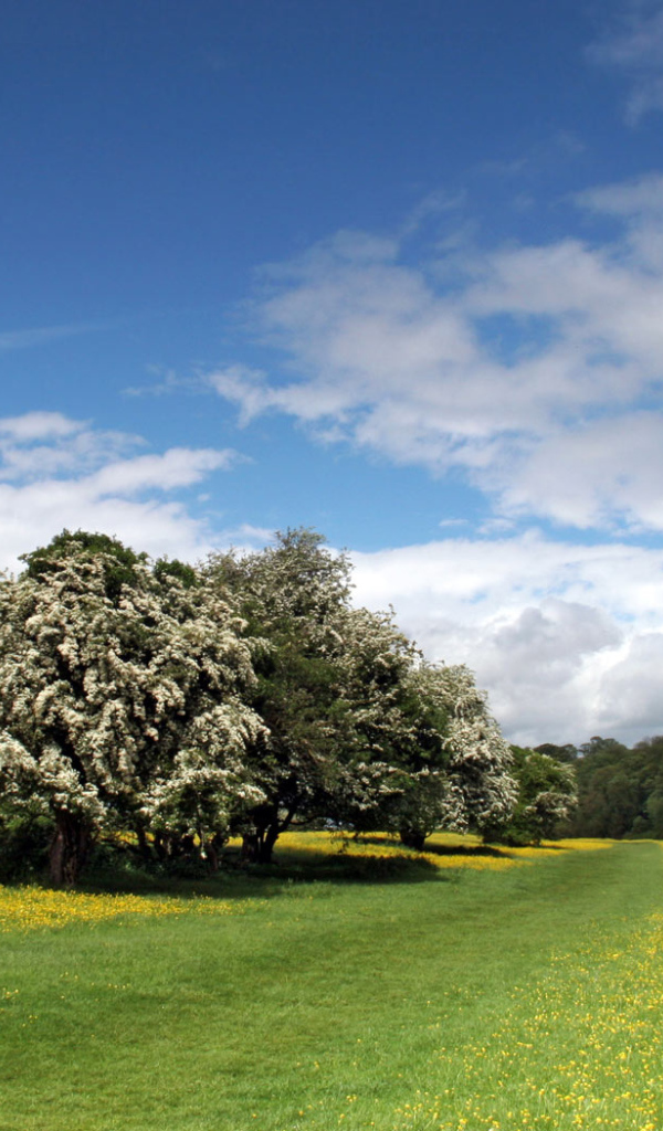 Прибрежная полоса Лютиков