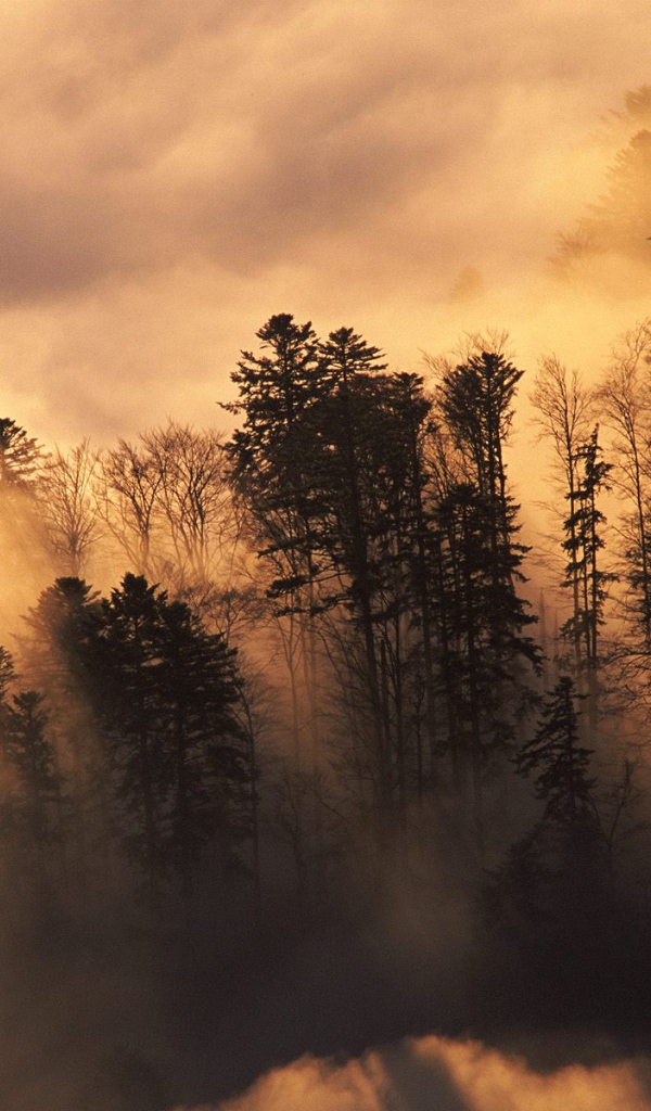 Лесистая местность в тумане