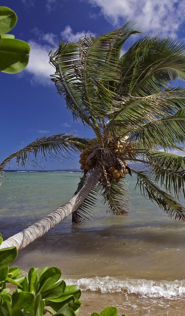 Кланящиеся пальмы