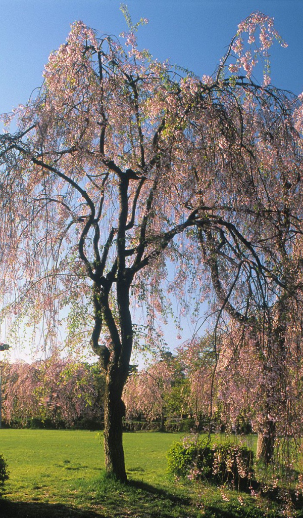 Замок Хиросаки, Япония