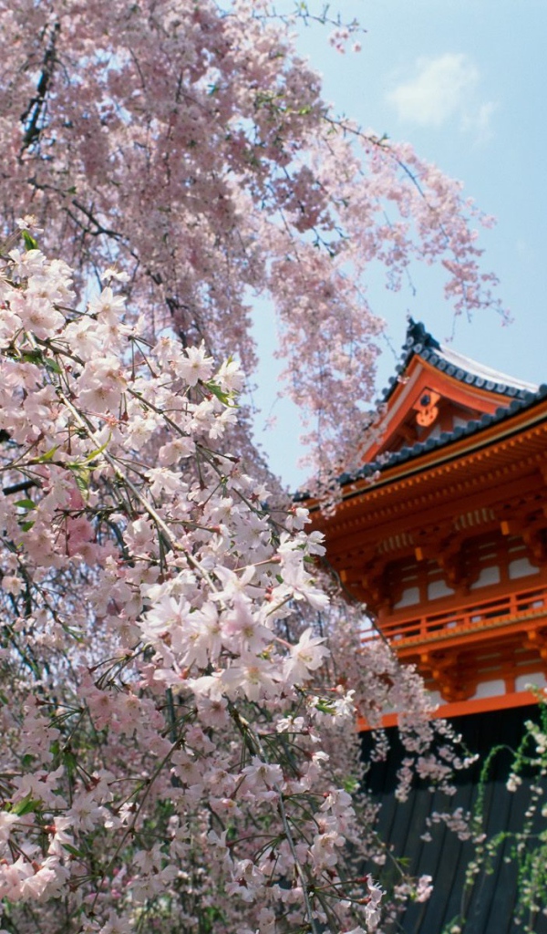 Вишневые расцветы, Храм Ninnaji, Киото, Япония