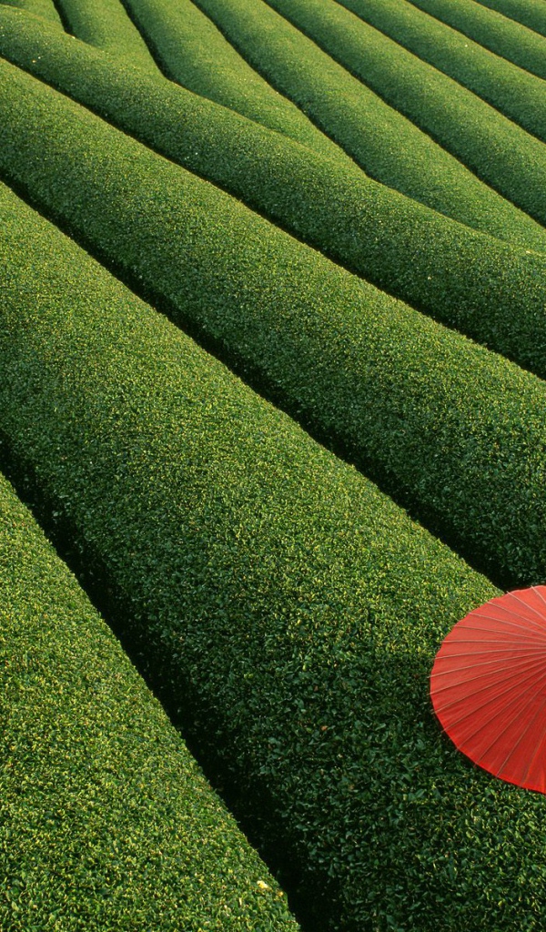 Чайные поля, Япония