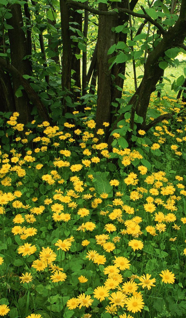 Leopardsbane цветы в Шотландии