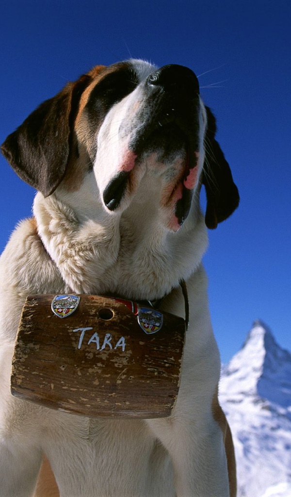 Св. Бернард, Маттерхорн