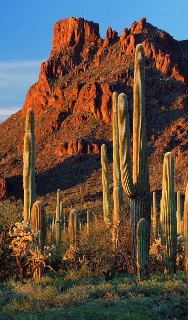 Каньон Аламо / Национальный Памятник / Аризона / США