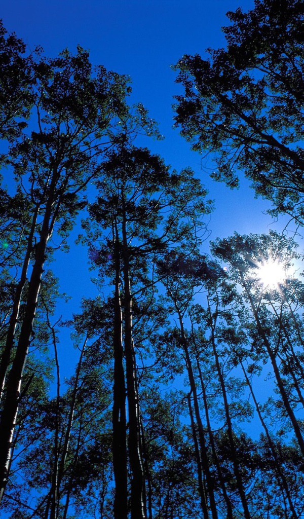 Дикая местность