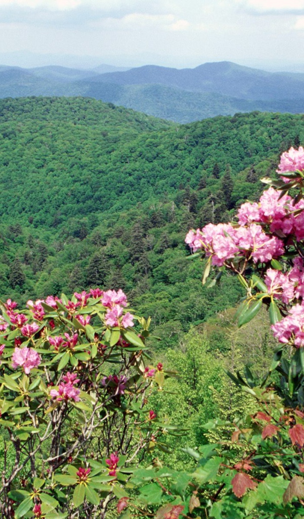 Коса Голубого хребта США