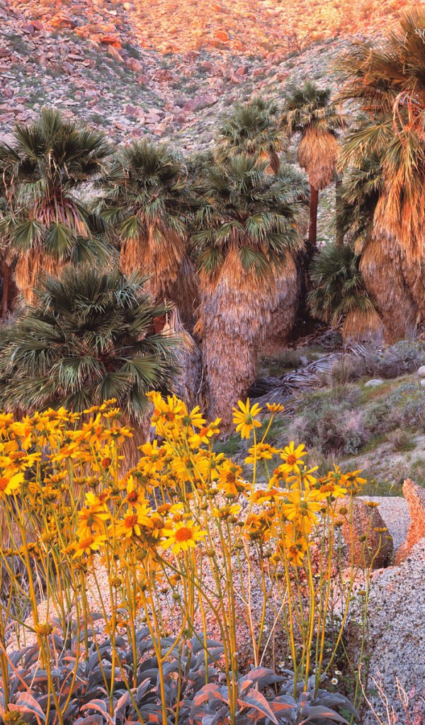 Brittebush в Восходе солнца США