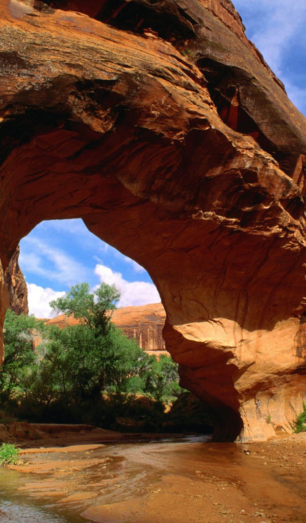 Американский волк Естественный Мост США