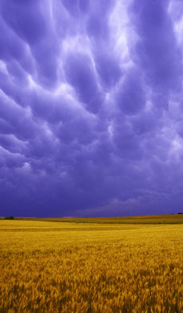 Поля Янтарных Зерен США