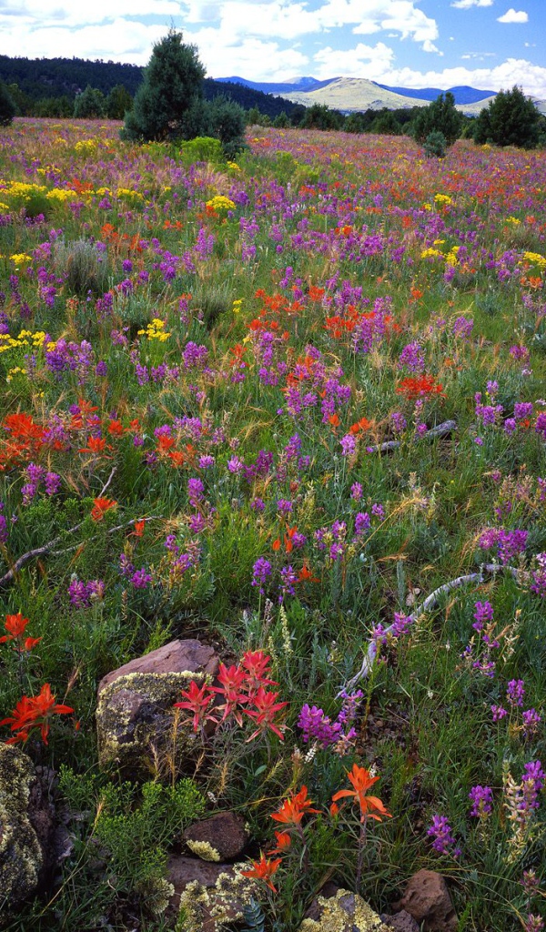 Область Локовид / Апачи-Ситгривс Национальный Лес / Аризона / США