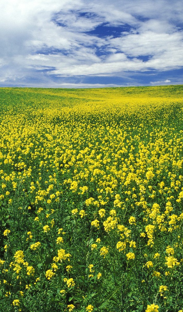 Область Горчицы