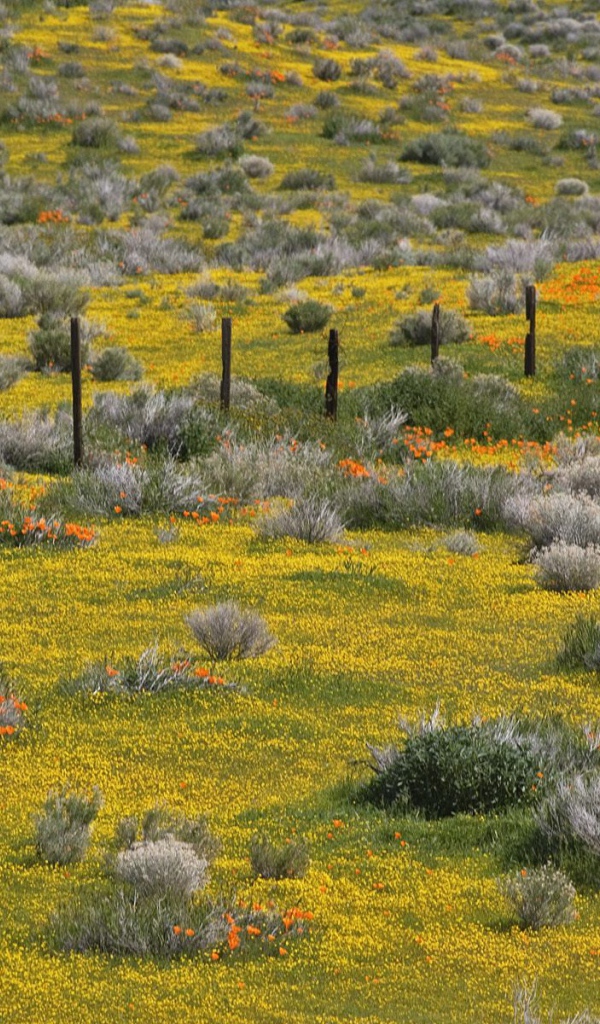 Золотые прииски, США