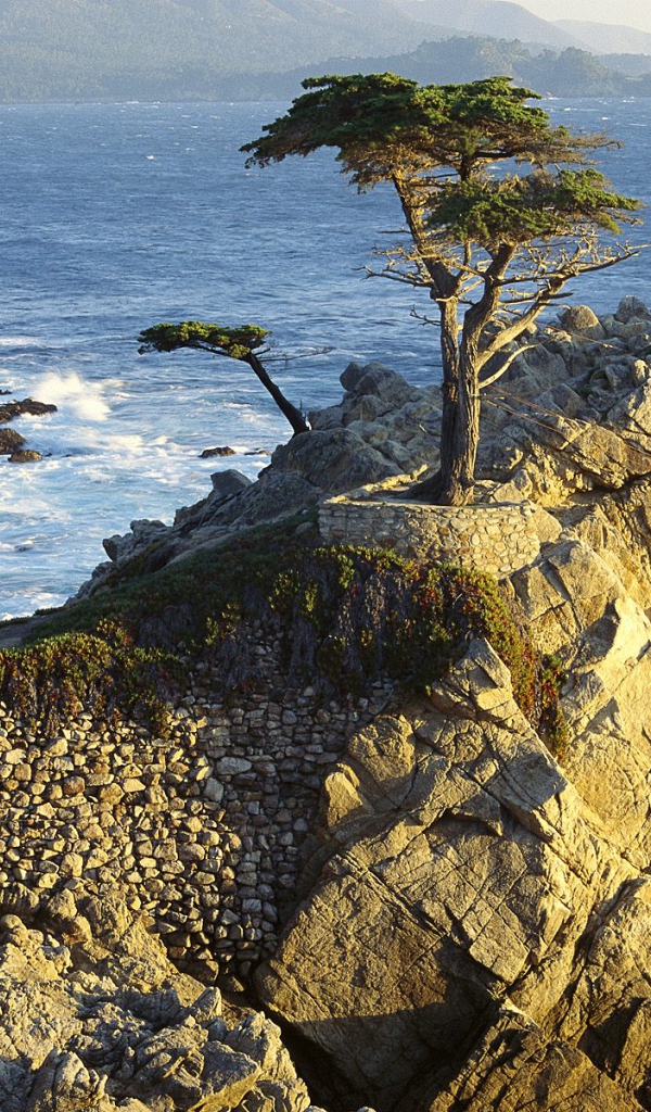 Кипарис Lono / Берег Гальки / Калифорния / США