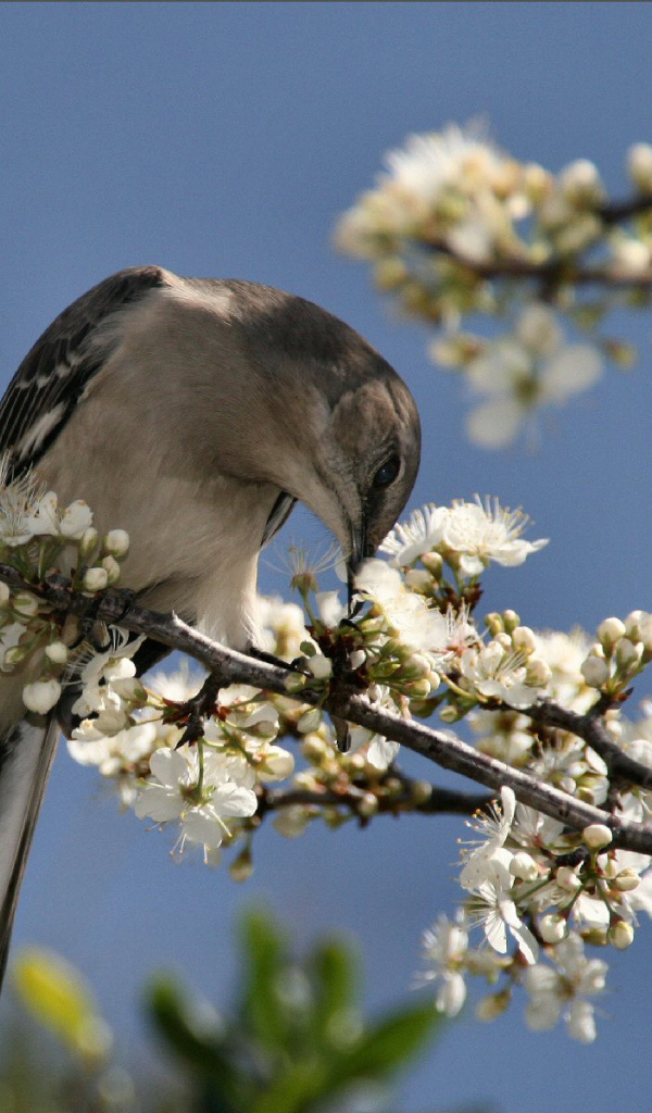 Пересмешник, США