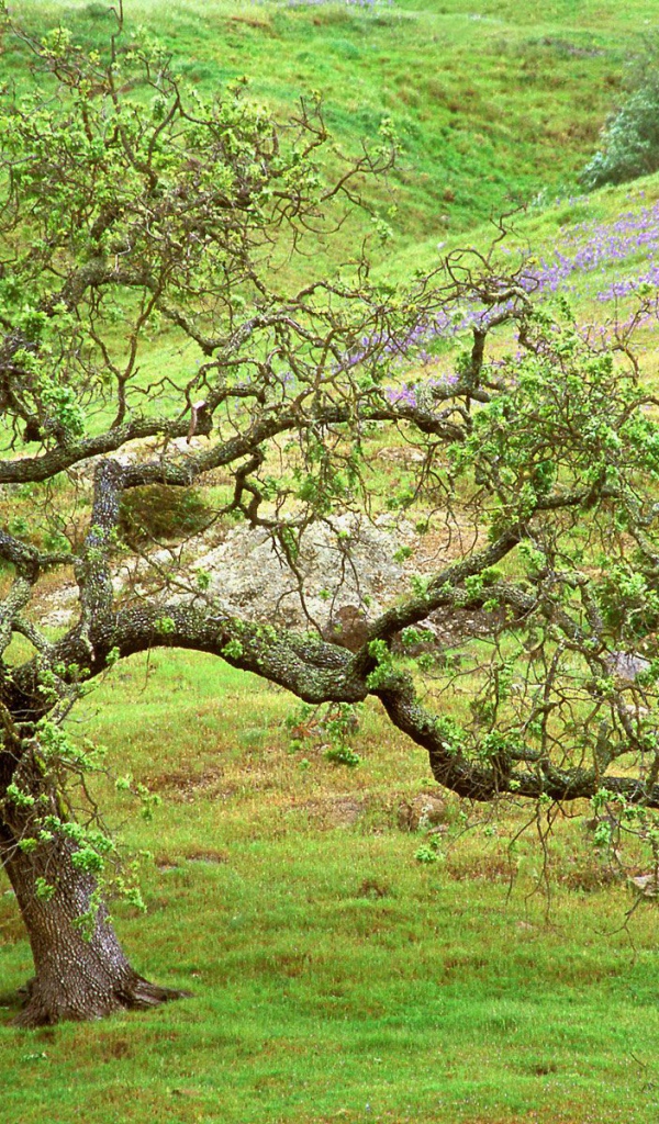 Дуб / Ручей Санта Розы / Калифорния / США