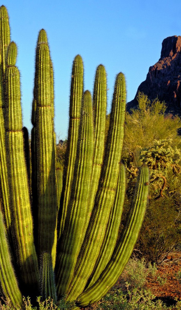 Кактус Труба Органа / Каньон Аламо / Аризона / США
