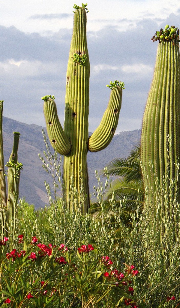 Кактусы Цереуса гигантского, США