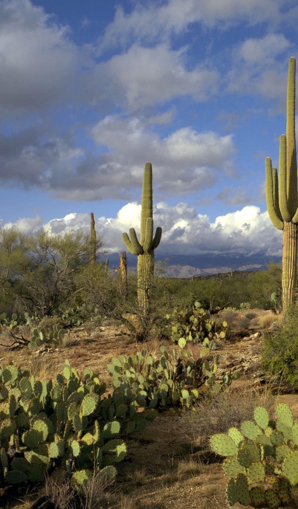Сагуаро Национальный Парк / Аризона / США