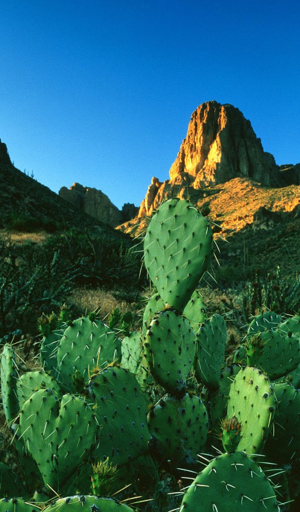 Свет восхода солнца в  Горах Суеверия / Апачский След / Аризона / США