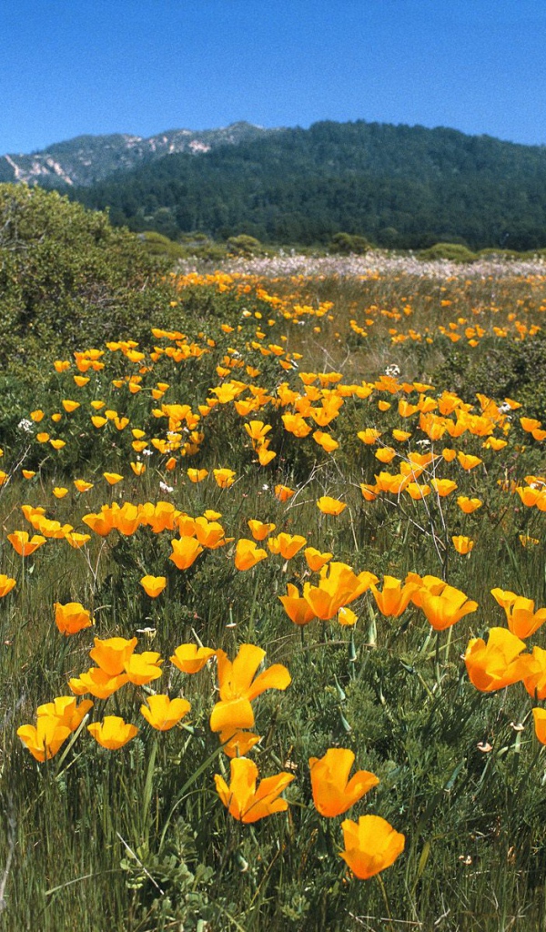 Желтая Дорога, США