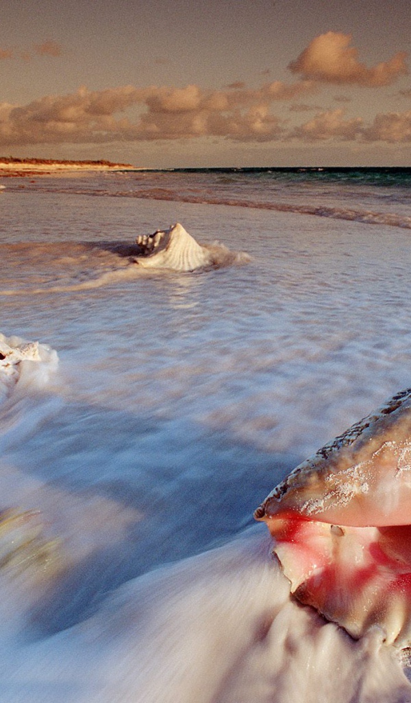 Большие раковины