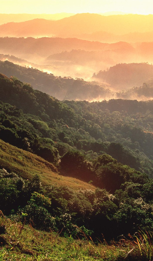 Тропический лес El Yunque