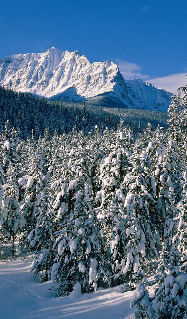 Фэрвив Альберта