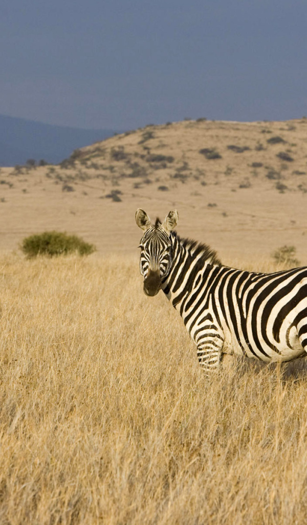 Африканская зебра