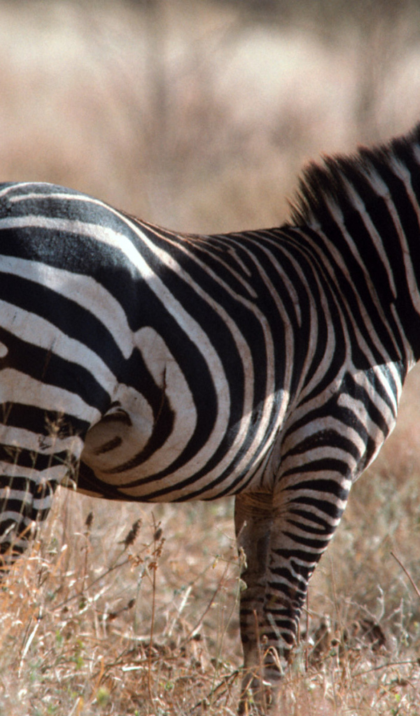 Африканская зебра