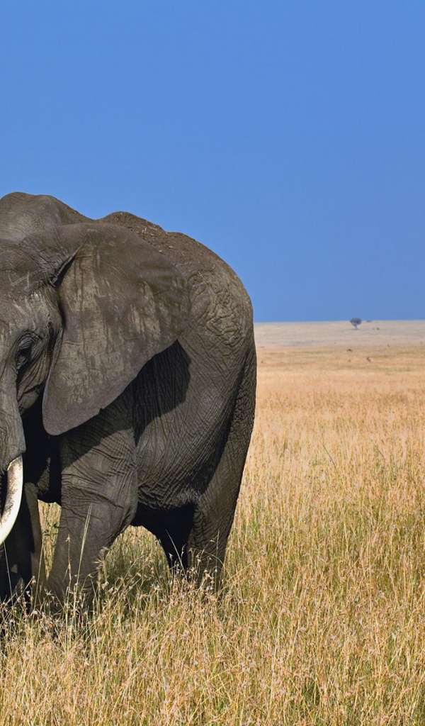 Африканский слон
