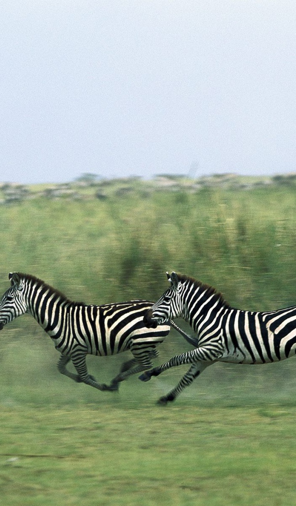 Полосатые зебры