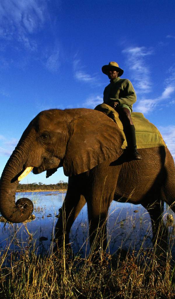 Африканский слон