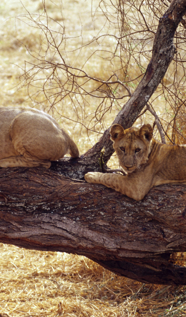 Африканские львицы